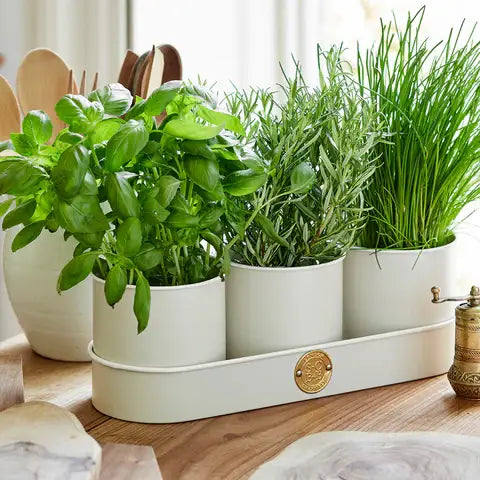 SC Herb Pots - Buttermilk