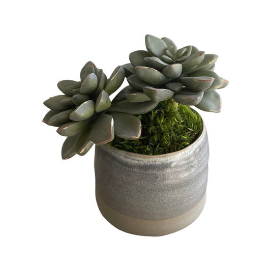 Petit Faux Succulent Arrangement in Blue and Cream Pot